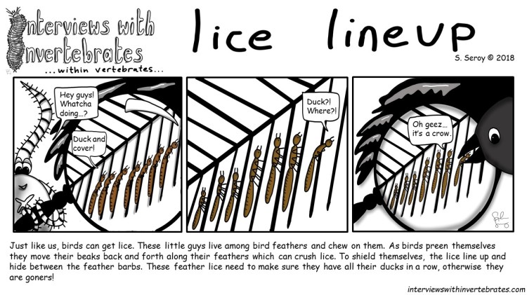 feather lice_verts2