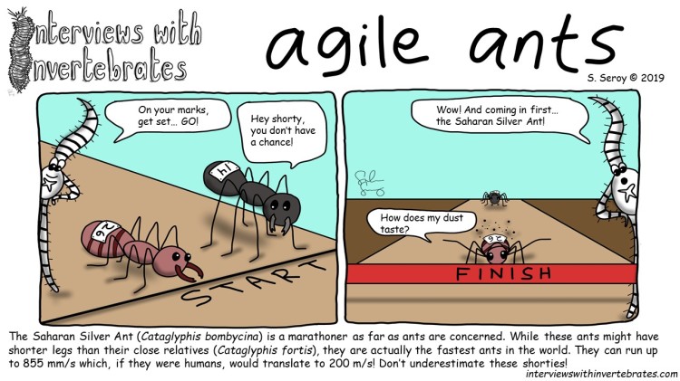 agile_ants