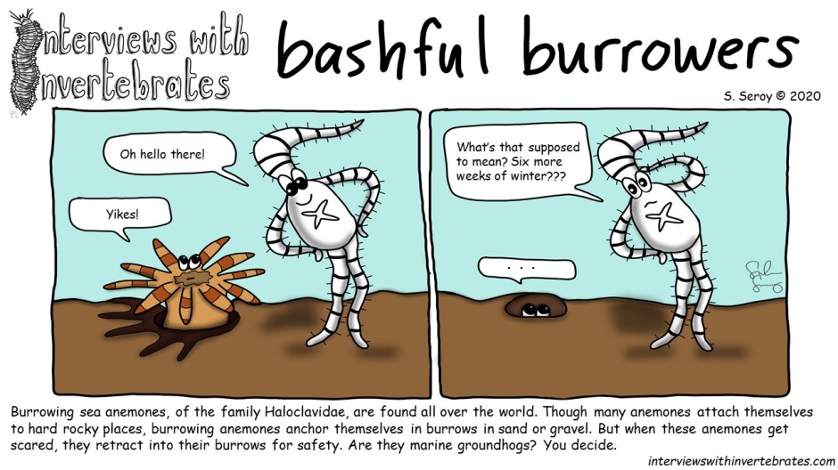 bashful_burrowers